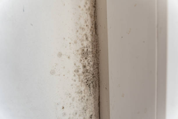 Best Residential Mold Inspection & Testing  in Gregory, SD